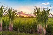 Fresh Sugar Cane In Field With Sunset