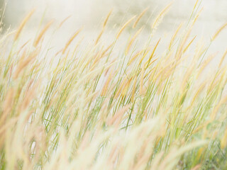 Close up White wild grass flowers and green leaves at field meadow.