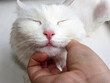 © Катерина S - White fluffy kitty is happy to pet yourself.