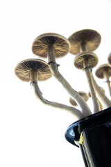 Magic shroom. Fungi hallucinogen. Growing Albino A strain. Medical research of psilocybin .