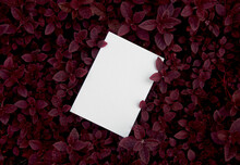 Invitation Mockup. Top View Blank Card On Dark Red Leaves Background With Clipping Path.