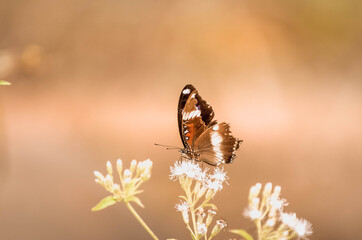 Wall Mural - the butterfly alighted on a white flower with a blur background