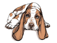 Cute Lying Basset Hound. Drawn Dog. Lazy Puppy. Image For Printing On Any Surface