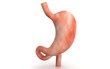 3D illustration of stomach on white background