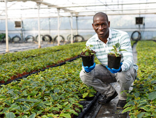 African American man florist working in greenhouse, checking seedlings of Poinsettia pulcherrima