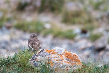 Wall Mural - collared owlet on plateau