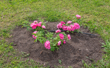 Wall Mural - rose in the garden