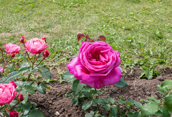 Wall Mural - rose in the garden