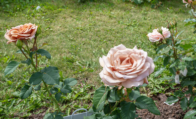 Wall Mural - rose in the garden