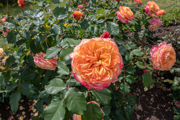 Wall Mural - rose in the garden