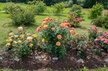 Wall Mural - rose in the garden