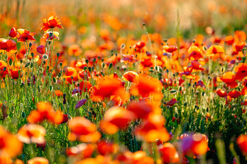 Wall Mural - Blooming red poppies in a summer meadow