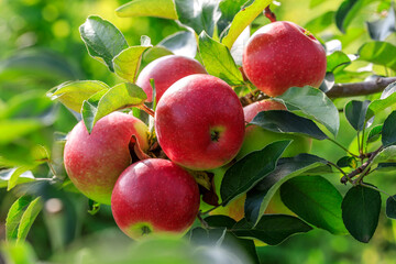 Red apples on the tree.fresh fruits in apple plantation.