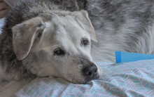 Older Dog Resting On A Bed While Recuperating From An Illness.