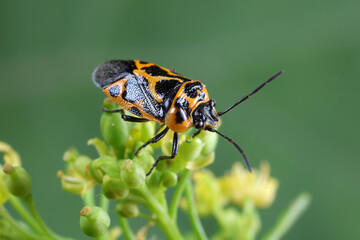 Poster - stink bug insects on plants