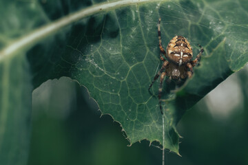 Poster - Cobweb or spider's web against a natural background, Dew on a spider .