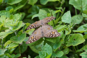 Two butterflies are on the green grass.