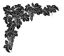 Bunches of grapes on a grape vine with leaves. Corner or border design element in a vintage woodcut etching style