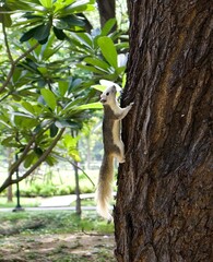 squirrel on tree