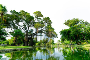 Wall Mural - raintree and many of green tree in the park and pond. trees and green grass lawn field near lake wit