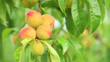 Wall Mural - Yellow red ripe peach fruits on green tree background