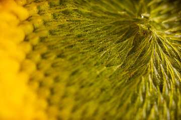 Wall Mural - Extreme Macro photo of a beautiful Sunflower. Flower texture background.