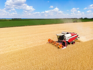 Aerial drone top view red powerful industrial combine harvester machine reaping golden ripe wheat cereal field on bright summer or autumn day. Agricultural yellow field machinery landscape background