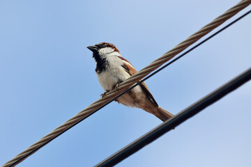 Wall Mural - Eurasian Tree Sparrow on the electric wire