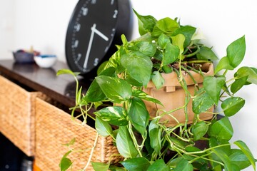 Poster - Soft focus of a green leafy indoor vine plant on a wooden shelf