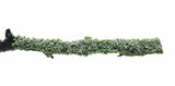 Fototapeta Sawanna - Common green lichen on tree branch (Flavoparmelia caperata) isolated on white background, clipping path