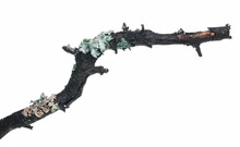 Common Green Lichen On Tree Branch (Flavoparmelia Caperata) Isolated On White Background, Clipping Path