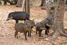 Group Of White-lipped Peccaries In The Brazilian Pantanal
