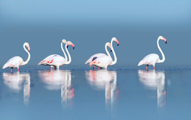 Wild african birds. Group birds of pink african flamingos  walking around the blue lagoon on a sunny day.