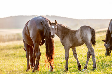 Wall Mural - Cute little adorable horse foal in sunset on meadow. Fluffy beautiful healthy little horse filly.