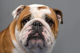 Fototapeta  - English bulldog portrait