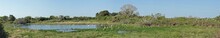 Wetlands Teeming With Water Birds, Along The Nature Parkway In The Brazilian Pantanal.