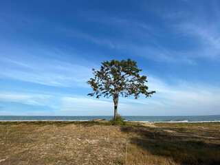 Big green tree in a field with sea background.