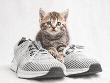 Cute Tabby Kitten Sitting On Shoes And Watching Vigilantly