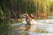 Beagle Dog Playing Fetch The Stick In Water. Happy Dog Enjoying Water Activities Outdoor In The River