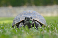 Turtle On The Grass
