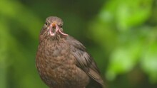 Blackbird Female Bird Animal Fetched Earthworm In Bill Front View