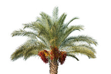Date Palm Tree With Unripe Dates