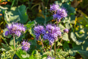 Rainfarn-Büschelschön (Phacelia tanacetifolia), eine Pflanze auf einem Feld, die im Herbst wächst