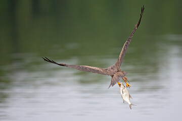 A black kite (Milvus migrans) flying with a just caught fish in Germany.