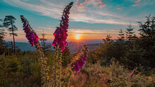 
Beautiful Panorama Of Blooming Red Foxglove (Digitalis Purpurea) Illuminated By The Evening Sun At Sunset In The Black Forest Germany