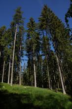 Frog view of a fir forest. Tall firs on the background of blue sky.