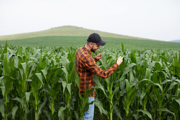 A man inspects a corn field and looks for pests. Successful farmer and agro business