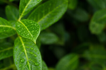 green leaf with dew drops