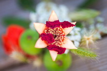 Israeli Six-petal Pomegranate Fruit Bud In The Shape Of A Jewish Symbol, Magen David (Shield/Star Of David), With Some Dried Red Petals. Pomegranate Is One Of The Traditional Seven Species In Judaism