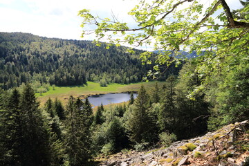 Wall Mural - Tourbière de Machais dans les Vosges